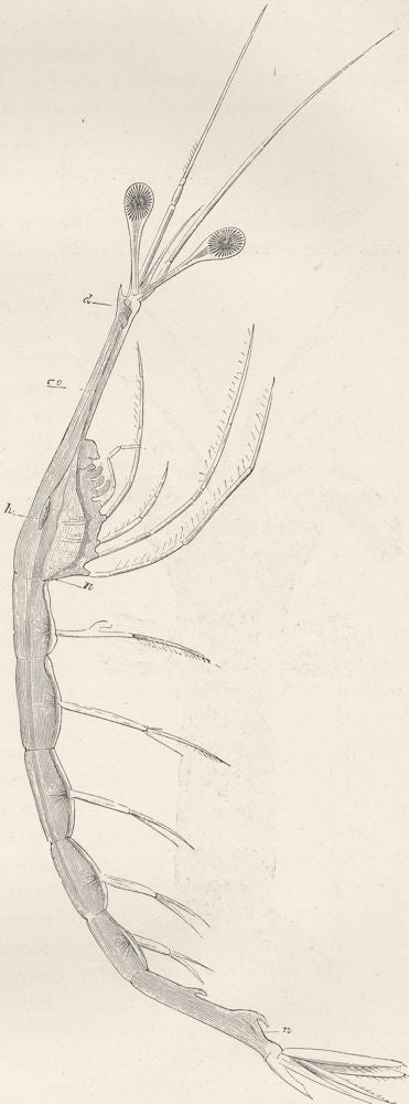 CRUSTACEANS. Long-necked shrimp, Leucifer 1896 old antique print picture